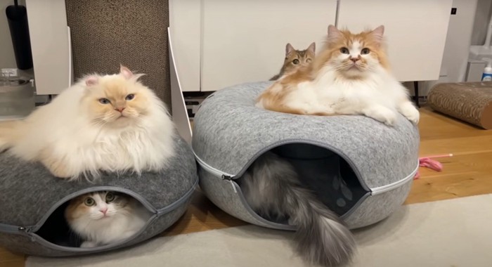 猫5匹