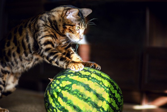 スイカに乗っかる猫