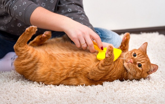 ブラッシングされている猫