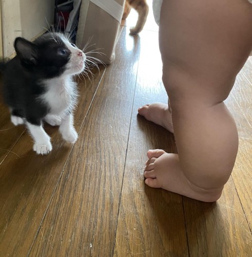 見上げる子猫と赤ちゃんの脚