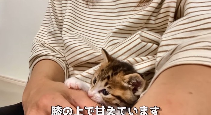 膝の上の猫