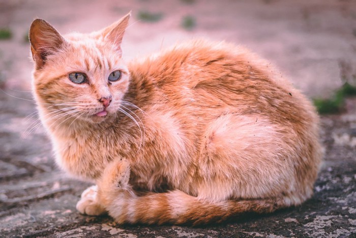 被毛が汚れている猫