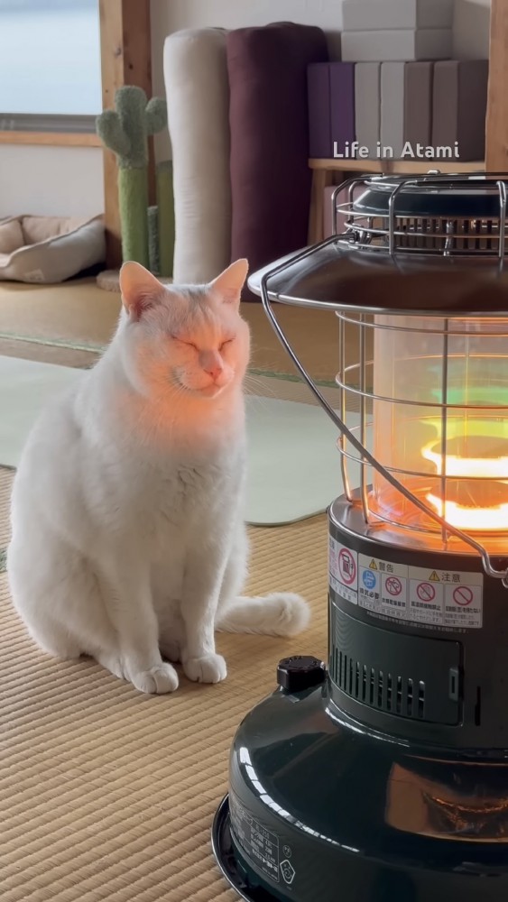 ストーブの前でくつろぐ猫の写真1