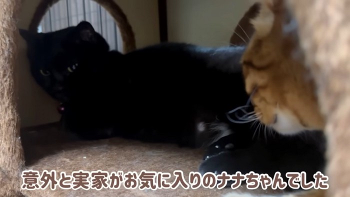 箱の中で寝る猫