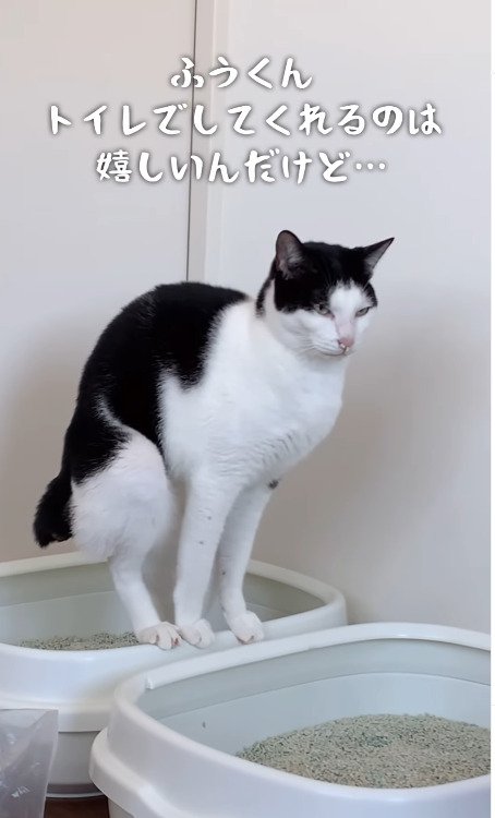 無表情な猫