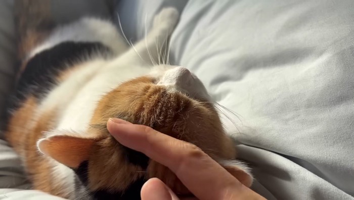 撫でてあげている姿