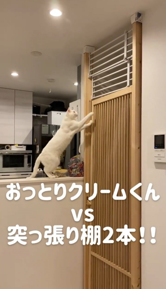 カウンターの上からフェンスに手をかける猫