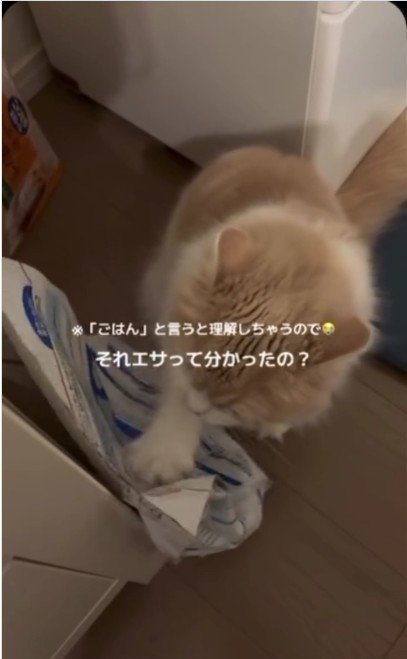餌の袋をひっかいている猫