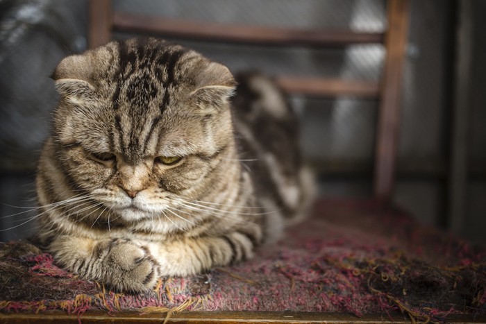 うつむいて元気のない猫