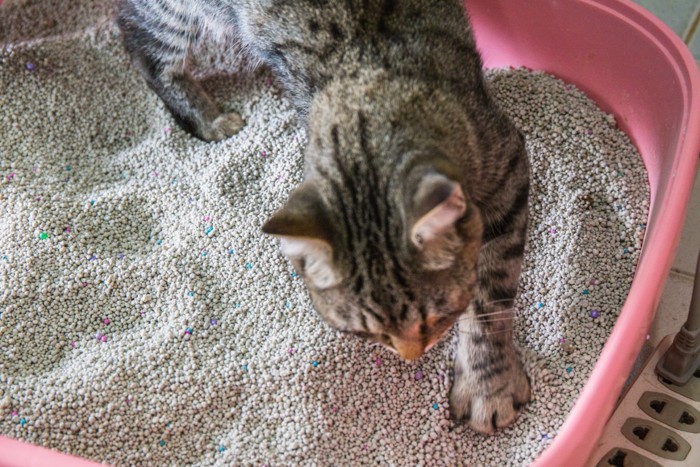 トイレ後の猫