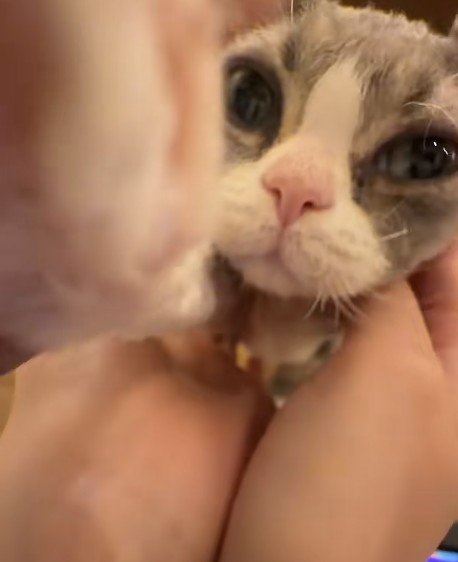 飼い主に近づく子猫