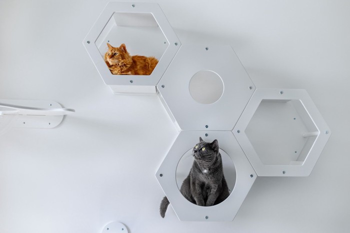 箱型のキャットステップに入る猫たち