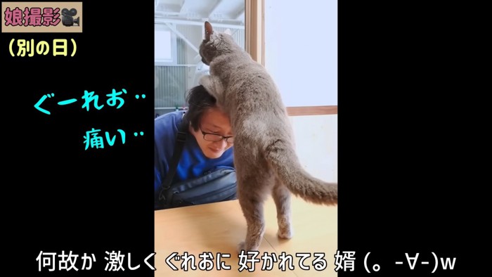 人の頭に前足を乗せて立つ猫