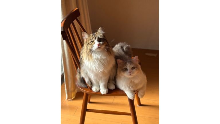 椅子に座る猫たち