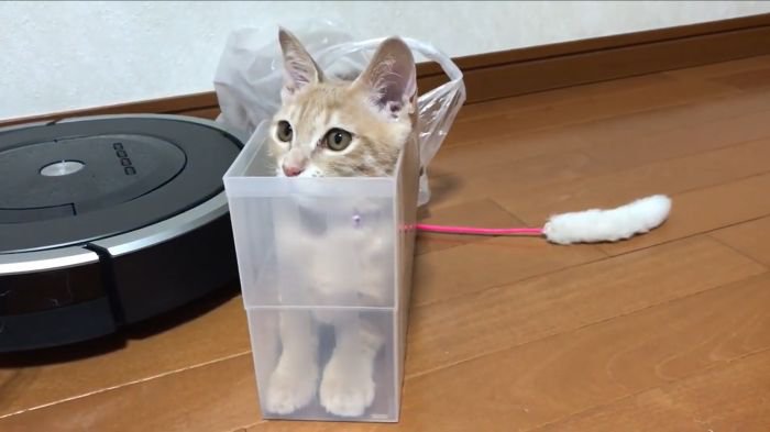調整するひのきちゃん