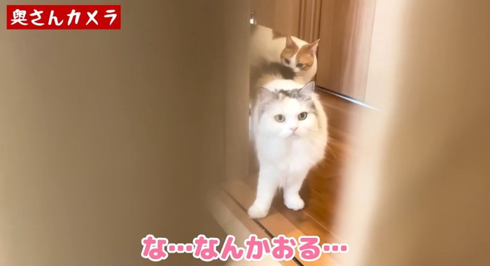 見つめる猫