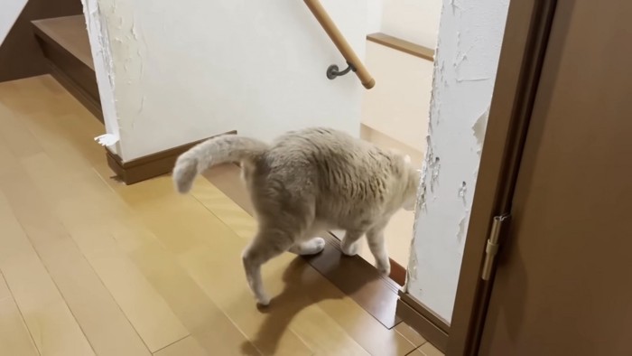 階段を下りる猫