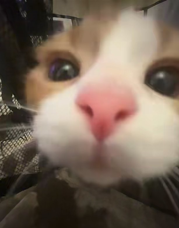 猫の顔アップ