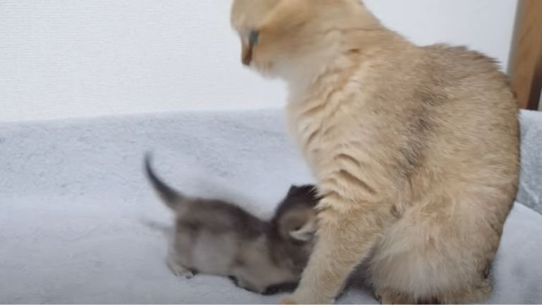 甘える子猫と相手をする母猫