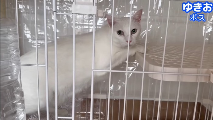 ゆきおくん