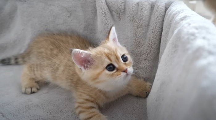 茶系の子猫