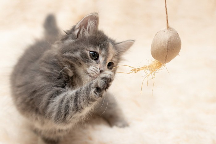 おもちゃで遊ぶ猫