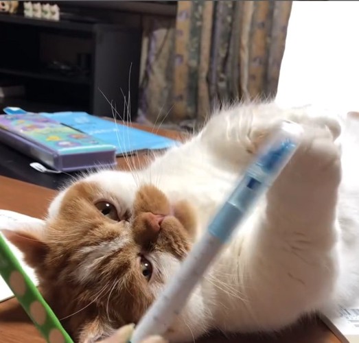 寝転がる猫