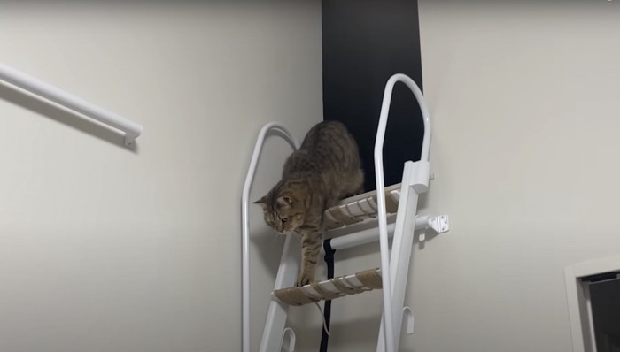 階段から見下ろす猫