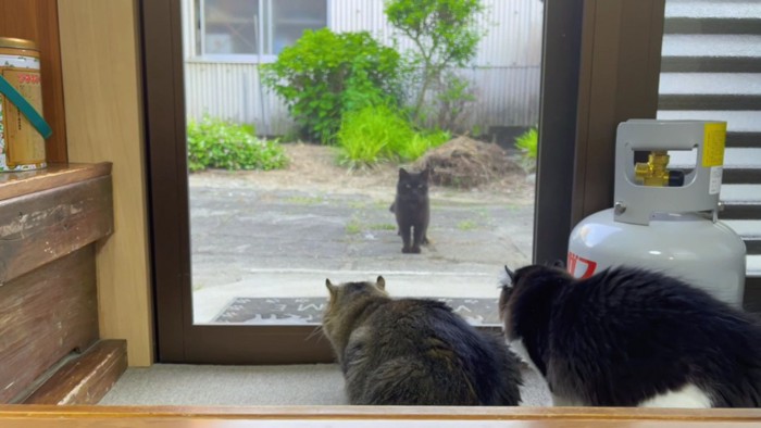 網戸の向こうの黒猫