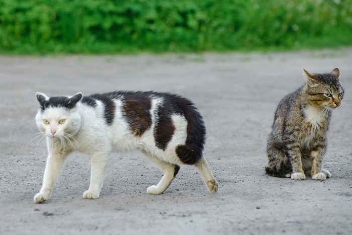 去る猫