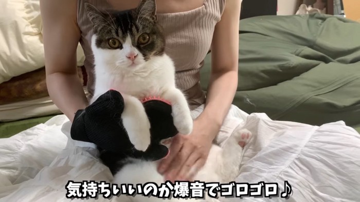 お腹をなでられる猫