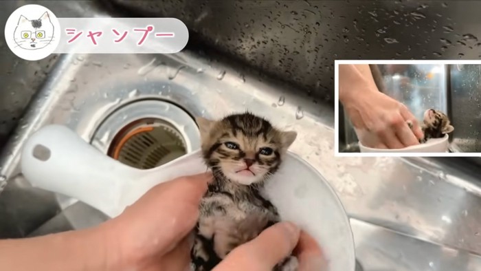 仰向け子猫