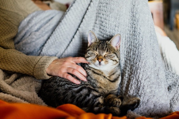 飼い主の近くに座る猫