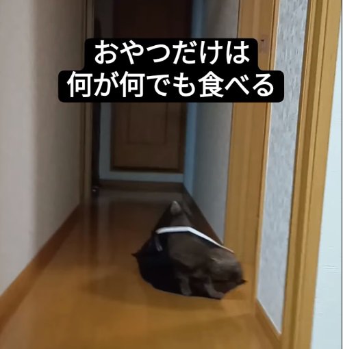 ネットの中に入った猫6