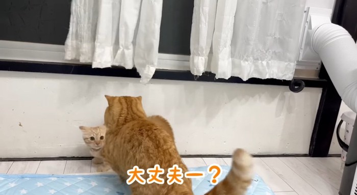 駆け寄る猫