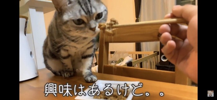 納豆の匂いを嗅ぐ猫