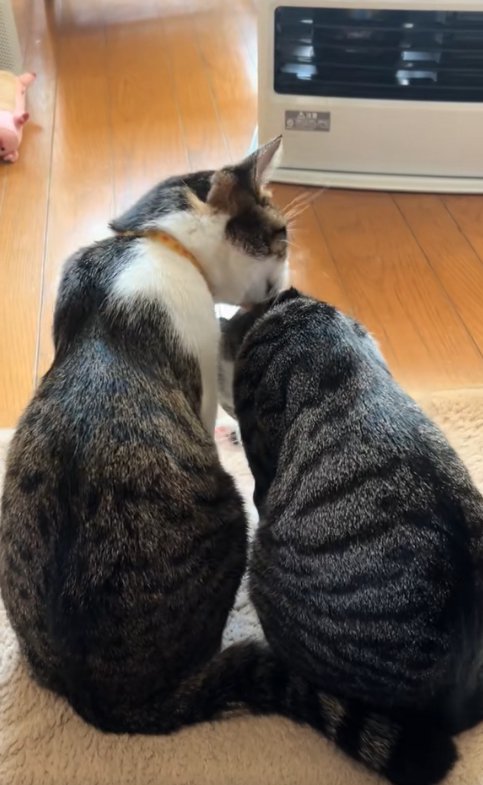 お座りしている右の猫の毛づくろいをしている左の猫