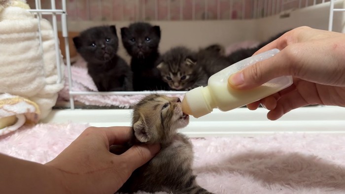 見守る猫
