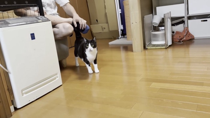 お父さんの足にじゃれる猫の写真3