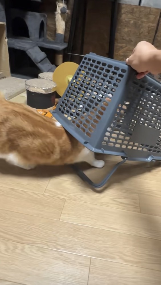 罠に入る猫の写真
