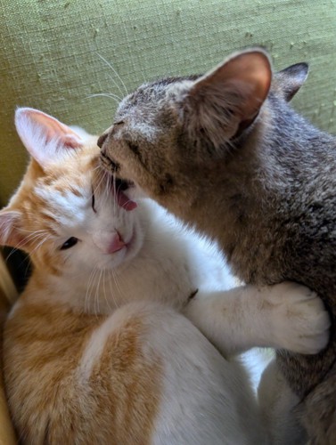 キジトラが茶白の頬を舐める