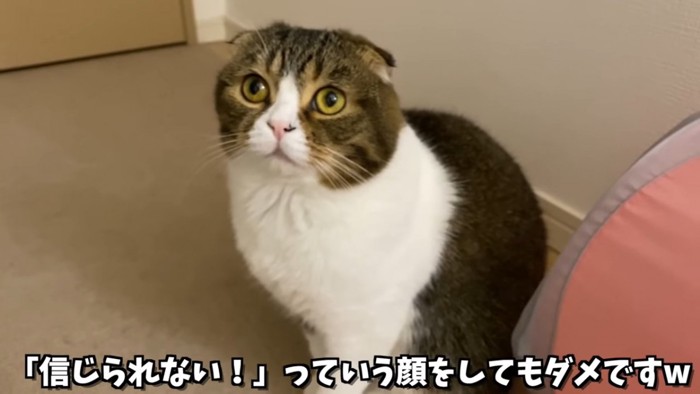 お座るする猫