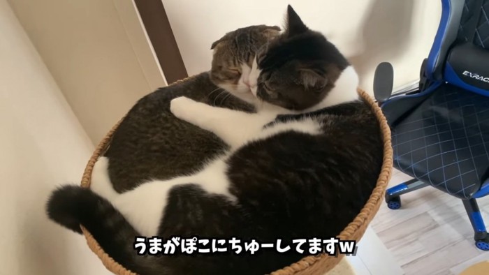 顔と顔をくっつける猫