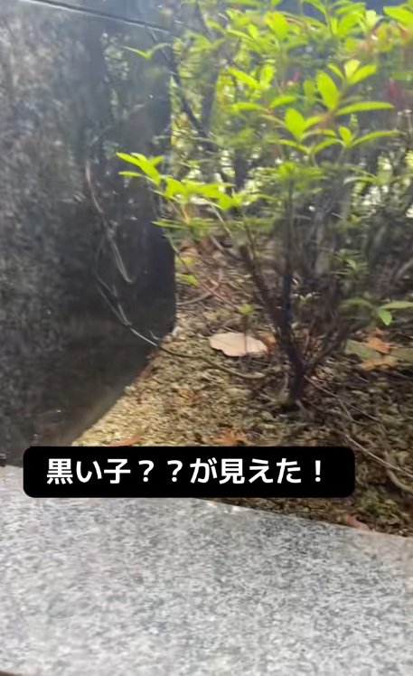 猫が隠れている植え込みを捜索する投稿主