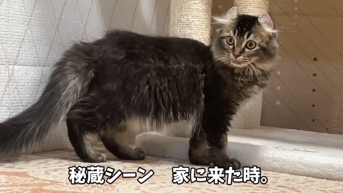 立っている子猫