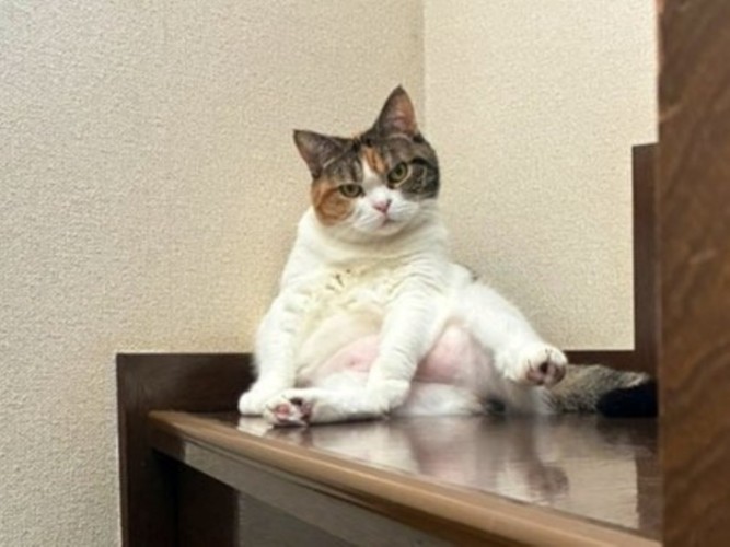 階段でおっさん座りする猫