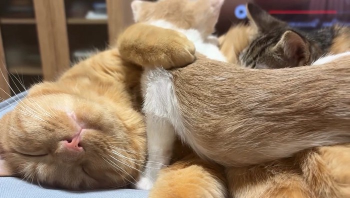 茶トラ猫のお腹の上に乗ってくる子猫たち