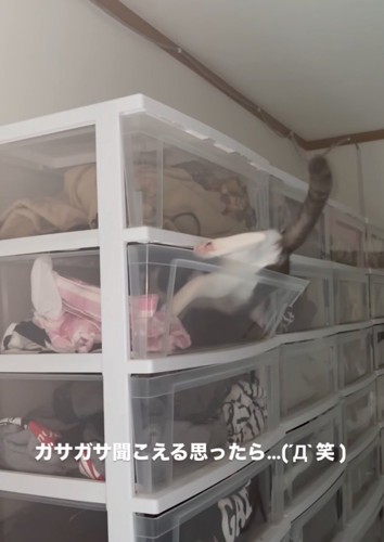 ケースの中に入っていく猫3