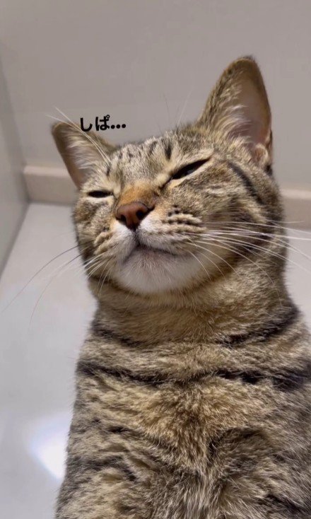 まばたきをする猫