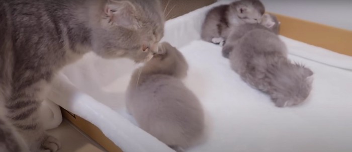子猫をなめる親猫%%お手入れしてもらって